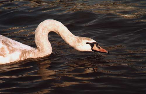 swan 3