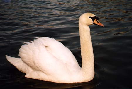 swan 4